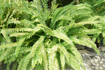 Green fern plants in the house garden in the morning
