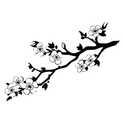 Cherry Blossom Branch black and white background with flowers