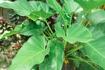 palladium plants in the home garden