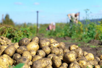 Harvesting potato crops in september. organic farming, autumn, harvest season. Copy space