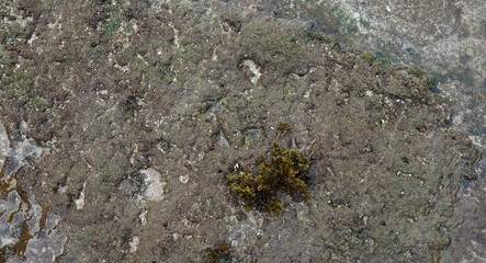 the atmosphere of low tide and beach sand in the morning