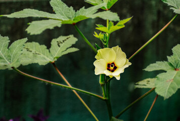 Ladies finger or okra plant flowering and fruiting in the pot garden .
