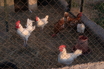 Vista de un gallinero con sus gallinas y gallo blanco.