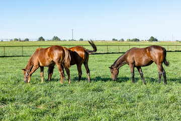 Three yearling Thoroughbred fillies in a lush, irrigated pasture in the American West.  