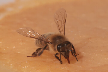 Honeybees feeding in the fall getting ready for a long Canadian winter