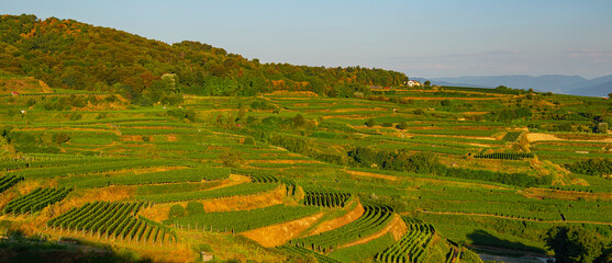 Weinberge Reben