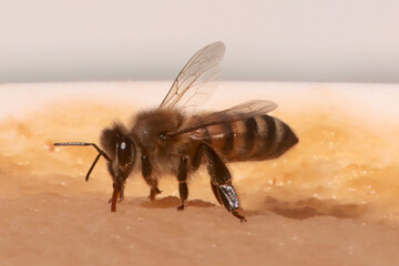 Honeybees feeding in the fall getting ready for a long Canadian winter
