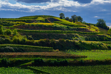 Weinberge Reben