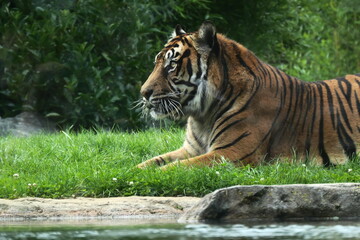 tigre