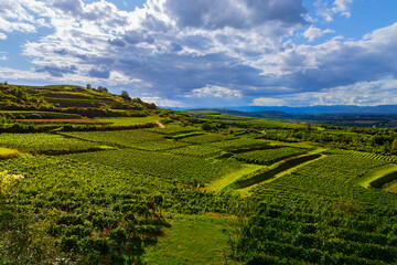 Weinberge Reben