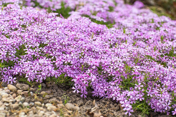 purple phloxes bloom in the garden in spring  