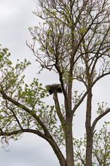large nest high in a tree (vertical frame)  