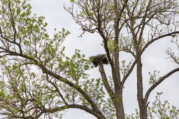 big nest high up in the tree  
