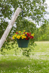flowerpots with red and yellow petunias hanging on a tree in the garden 