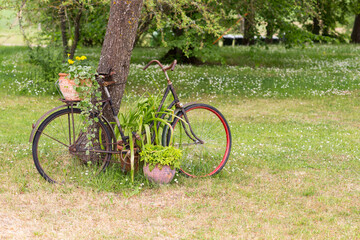 an old bicycle is decorated as a decorative element for flowers in the garden 