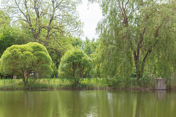 pond in the city park and weeping willows near the water  