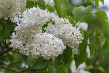 white lilac blooms in the garden in spring  