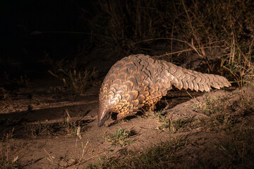 Pangolin searching for food at night in Sabi Sand Game Reserve, South Africa.