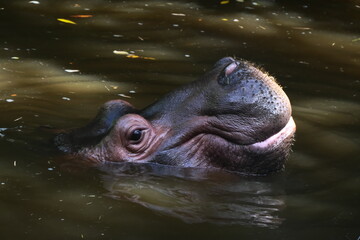 hippopotame
