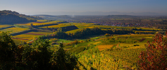 Weinberge Reben