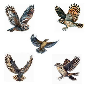 A set of flying Chuck-will's-widow hawks isolated on a white background