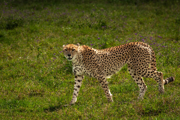 Cheetah walking in savannah grasses of Ngorongoro Crater, Tanzania. 