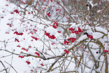 Viburnum berry in winter, frozen red and bright berries for health and longevity