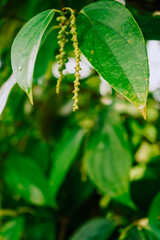 caterpillar on a branch