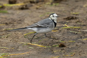Bachstelze (Motacilla alba)