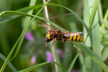 Europäische Hornisse (Vespa crabro) bringt Nahrungsbrei zum Nest