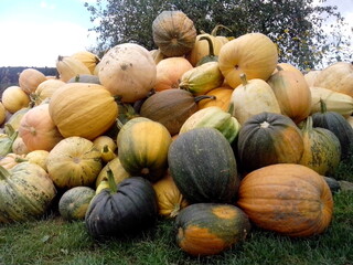 I brought pumpkins from the field and unloaded them near the vegetable warehouse