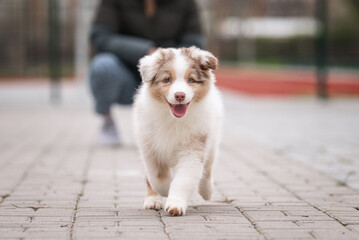 Outdoors action motion photo of happy brown red merle australian shepherd puppy running with ball,...