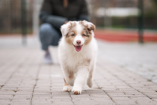Outdoors action motion photo of happy brown red merle australian shepherd puppy running with ball, sport playground on the background
