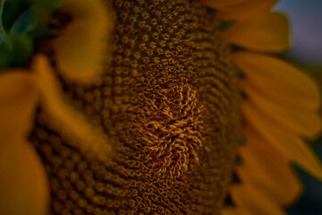 sunflower plants at sunset