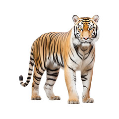 Obraz premium tiger isolated on white background