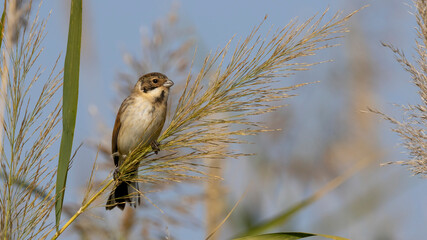 Common Reed Bunting / Emberiza schoeniclus