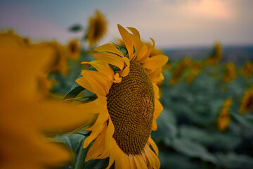 sunflower plants at sunset