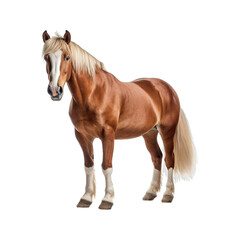 Fototapeta premium horse isolated on white background