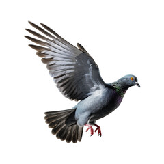 Fototapeta premium pigeon isolated on white