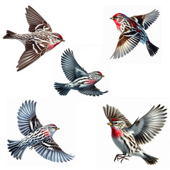 A set of male and female Common Redpolls flying isolated on a white background