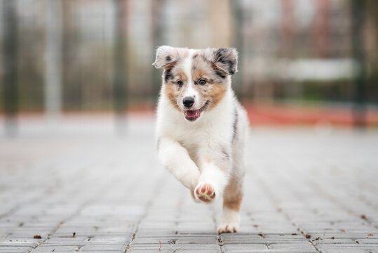 Outdoors action motion photo of beautiful grey blue merle australian shepherd puppy running on camera, sport playground on the background