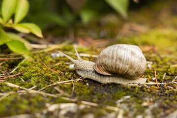 A large snail with a shell slowly crawls towards the green foliage