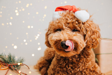Close-up small ginger poodle dog in a Santa cap on a light background. Pet's portrait. Christmas...