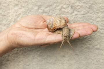 A large snail crawled out of its shell and released tentacles on a male river on a...