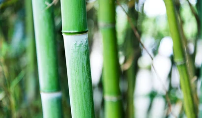 Gardinen Green bamboo forest for background © xy