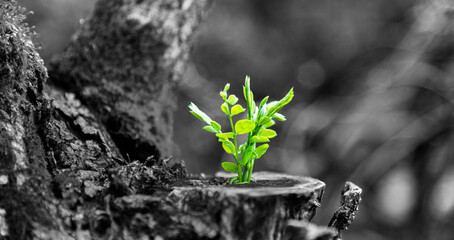 Young plant growing on dead stump - obrazy, fototapety, plakaty