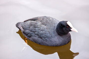 Eurasian Coot (Fulica atra) in Dublin, Ireland