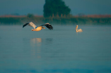 Fototapeta premium Danube delta wild life birds birds in flight over a serene body of water, showcasing the beauty of biodiversity in the natural ecosystem with pelican, heron and egret