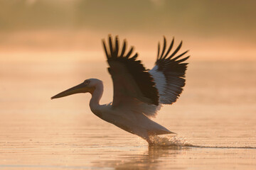 Danube delta wild life birds a majestic bird soaring over a serene body of water, showcasing the beauty of nature's biodiversity with pelican, heron and egret