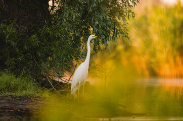Danube delta wild life birds a majestic white bird standing gracefully on a tranquil body of water with pelican, heron and egret - obrazy, fototapety, plakaty